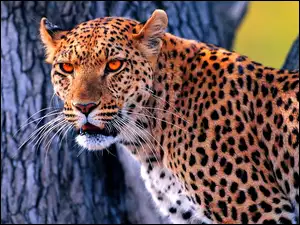 Drzewo, Jaguar, Kot