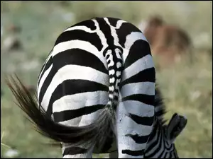 Ogon, Zebra, Paski