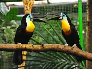 Dwa, Tukany