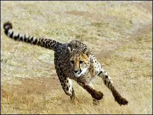 Gepard, Bieg