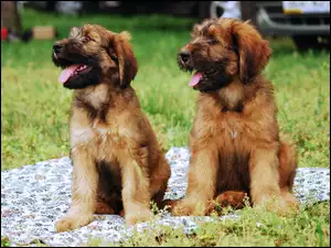 Owczarek francuski Briard, szczenięta