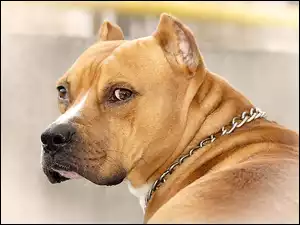 Obroża, Brązowy, Amstaff