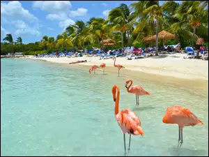 Flamingi, Aruba, Palmy, Plaża, Morze