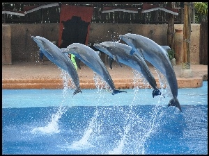 Cztery, Popisy, Delfinki, Basen