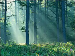 Drzewa, Słońca, Trawy, Promienie
