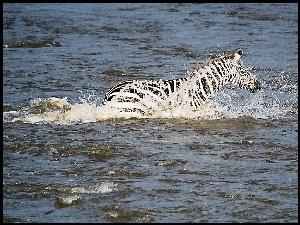 Zebra, woda