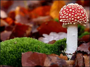 Liście, Czerwony, Muchomorek