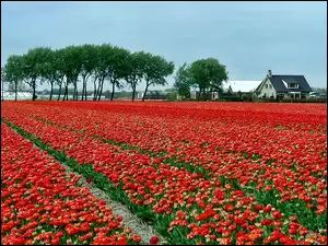 Tulipany, Holandia, Pole