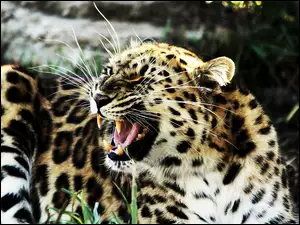 Jaguar, Kły, Wąsy
