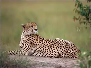 Piękny, Gepard