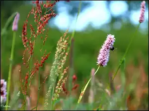 Rośliny