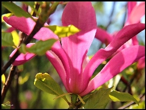 Różowa, Magnolia