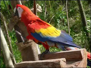 Ara, Kolorowa, Papuga