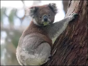 Drzewo, Miś, Koala