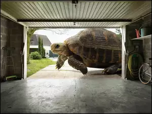 Garaż, Żółw, Gigant