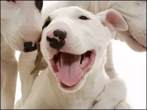 Pyszczki, Pit Bull Terrier, Trzy