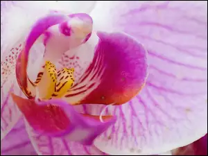 Różowa, Orchidea