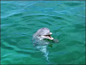 Delfin, Woda