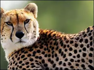 Gepard, Cętki
