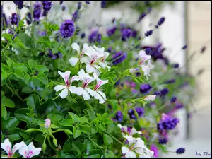 Lawenda, Białe, Pelargonie