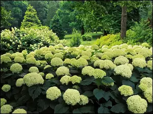 Hortensje, Ogród, Białe