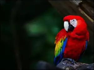 Papuga, Ara
