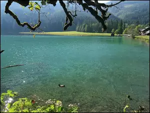 Staw, Kaczka, Góry, Drzewa