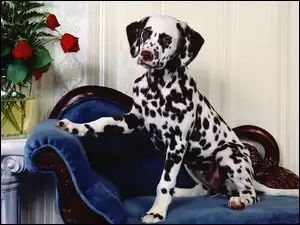Dalmatyńczyk, Wazon, Sofa, Róże