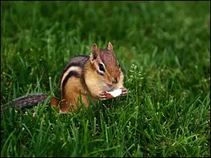 Trawa, Chipmunk, Jabłuszko