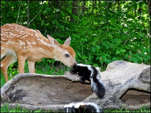 Skunks, Mała, Sarenka