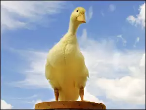 Kaczka, Niebo