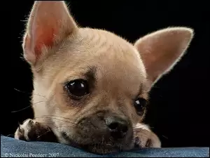 Smutna, Chihuahua, Mordka, Szczeniaczka