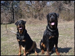 Kolczatka, Dwa, Rottweilery