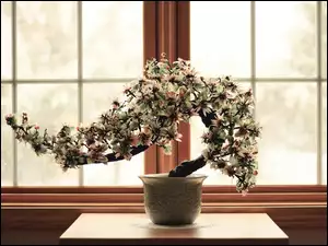 Drzewko, Okno, Bonsai, Doniczka