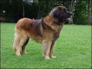 trawa, Leonberger, zielona