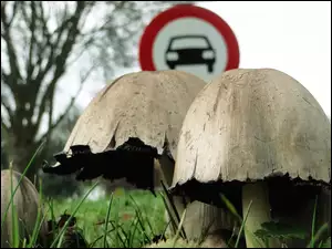 Drogowy, Kanie, Znak