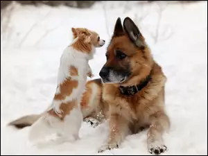 Chihuahua, Psy, Niemiecki, Owczarek, Śnieg