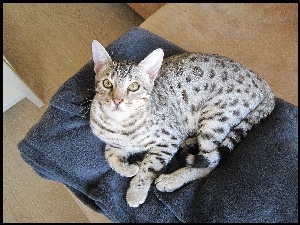 Kot, Kocyk, Ocicat, Granatowy