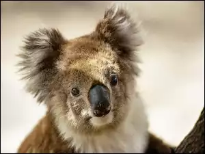 Miś, Koala