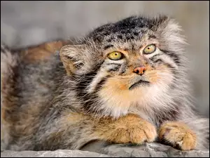Futro, Manul, Drapieżnik