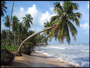 Ocean, Hawaje, Palmy