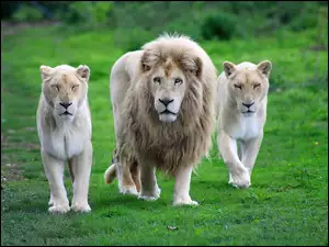Lew, Trawa, Dwie, Lwice