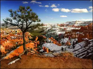 Utah, Śnieg, Kanion, Drzewo
