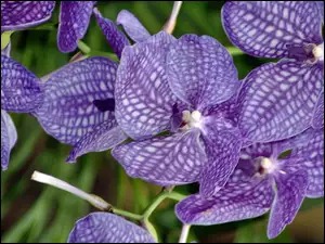 Orchidea