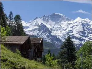 Góry, Domki, Drzewa