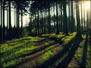 Przebijające, Drzew, Światło, Cienie