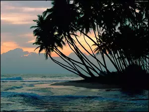 Ocean, Słońca, Palmy, Zachód