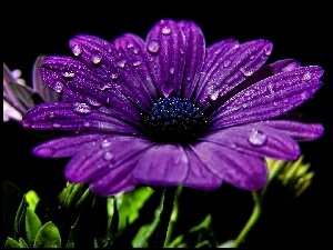 Krople, Kwiat, Gerbera
