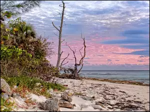 Zarośla, Morze, Plaża