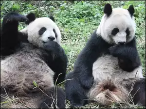 Posiłek, Misie, Panda